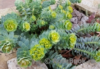 Молочай (Euphorbia myrsinites) Молочай (Euphorbia myrsinites)