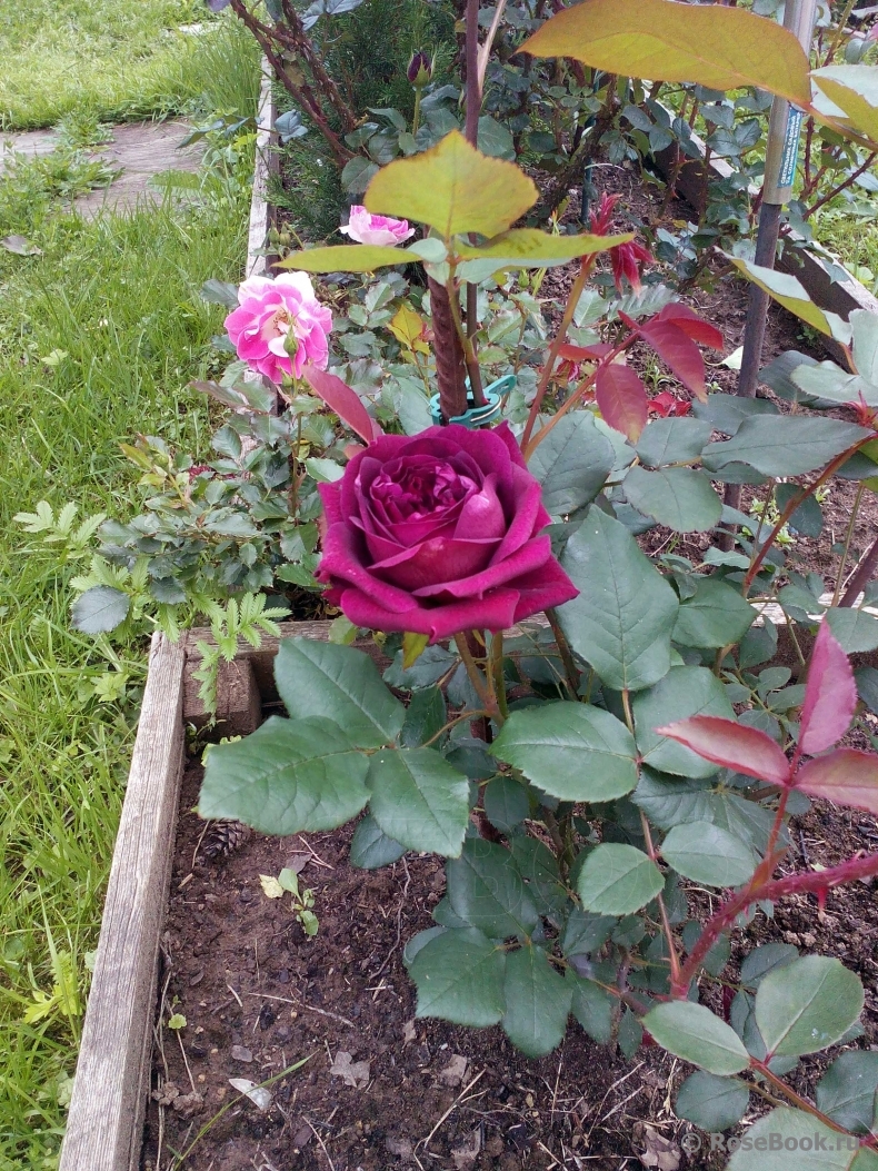 Купить Саженцы Роз Цена