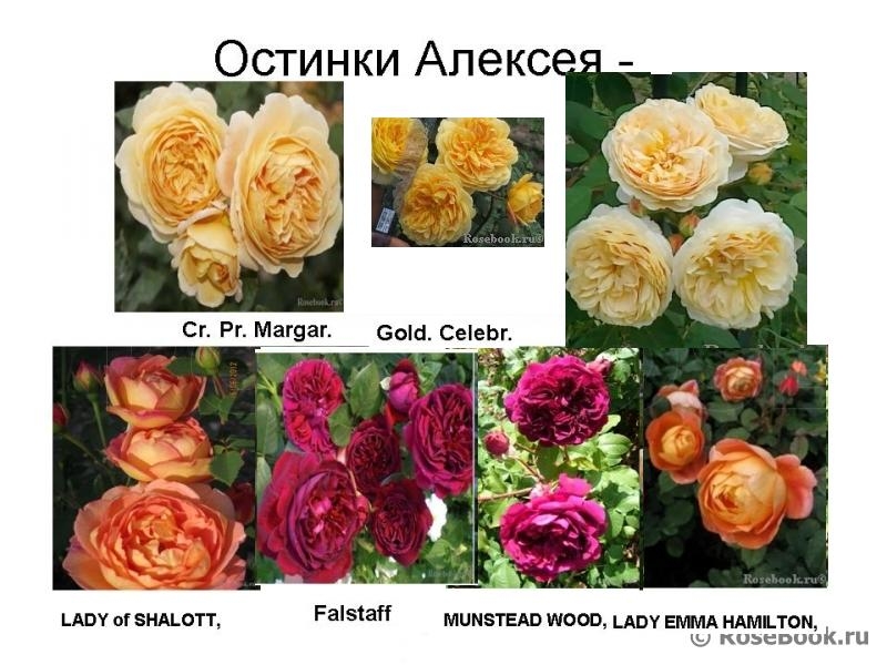 Розы Остина Сорта Купить
