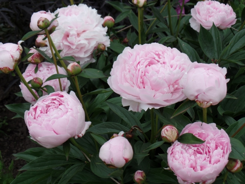 Paeonia White Sarah Bernhardt Verschoor Horticulture