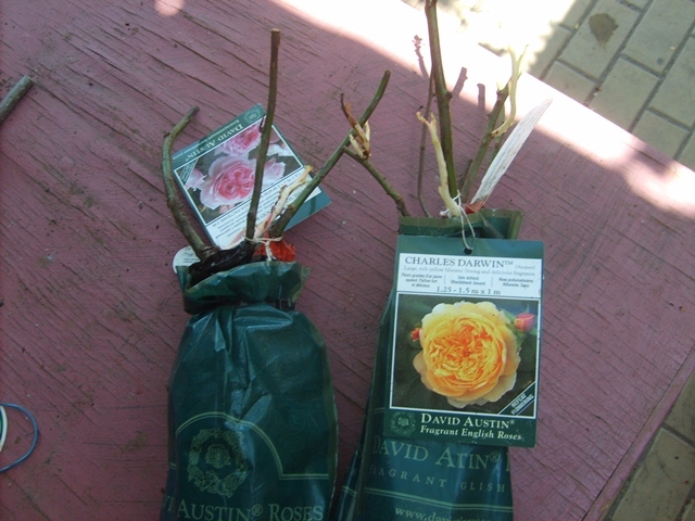 Саженец розы в парафине. Упаковка для саженцев роз. Саженцы роз в упаковке. Саженцы роз в зеленых пакетах. Саженцы роз в коробке.