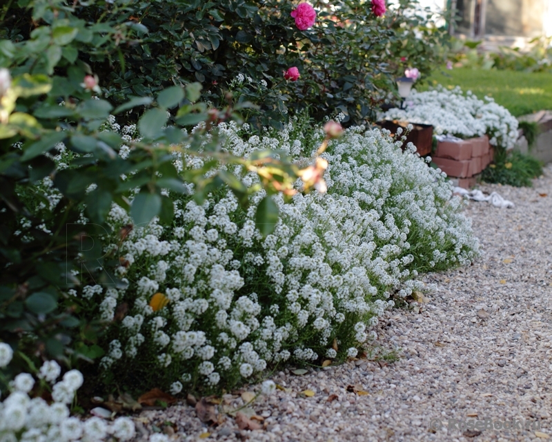 Use color effectively in the landscape