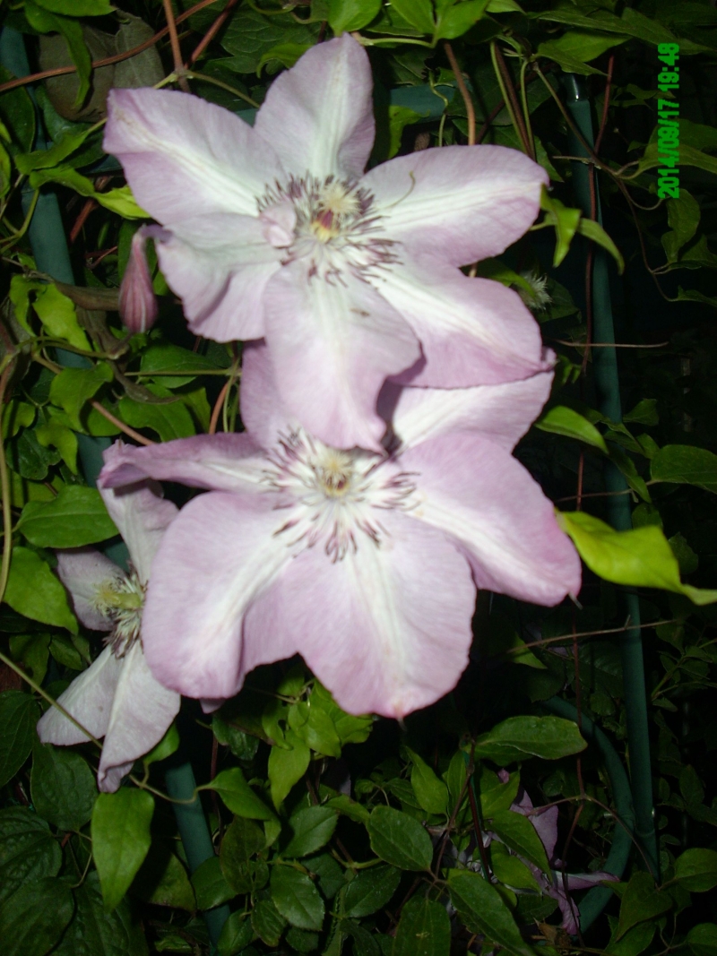 Клематис Бешчады (Clematis Bieszczady) купить в Москве по низкой цене из питомни