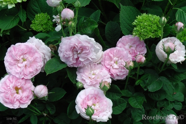 Самые ароматные розы - Энциклопедия роз