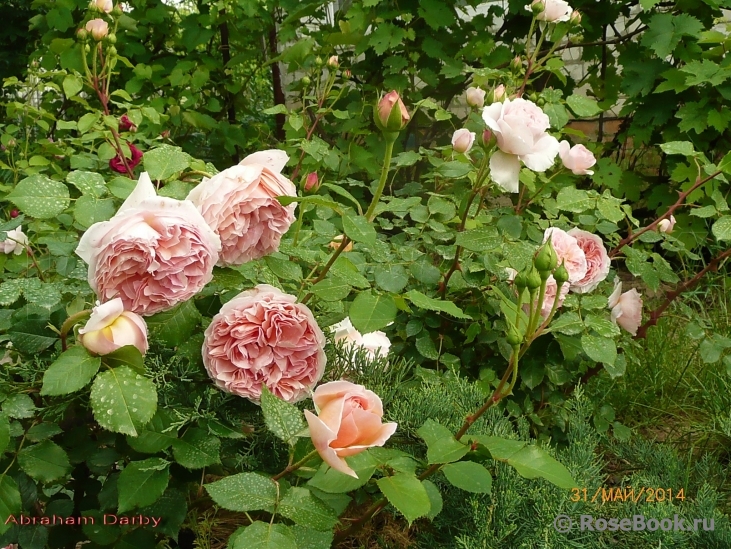 Abraham Darby