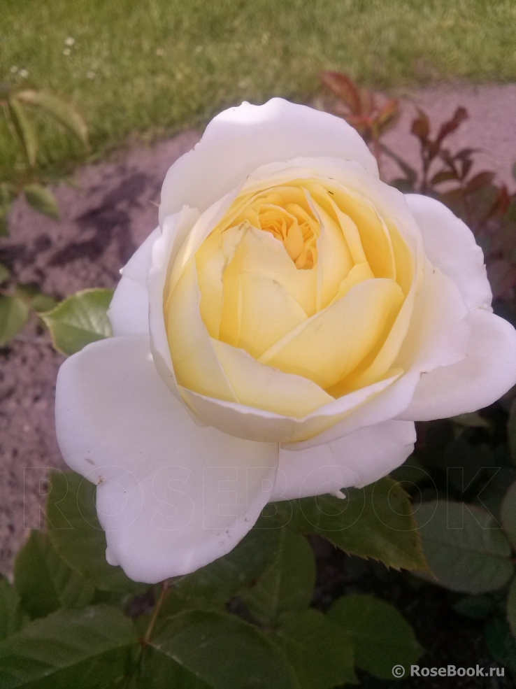 Kronprinsesse Mary