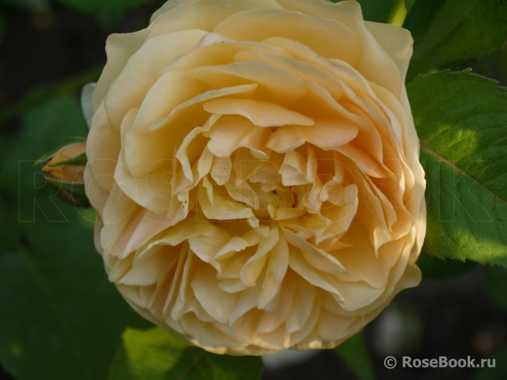 Crown Princess Margareta®