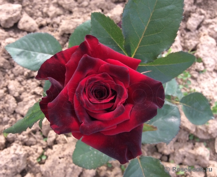 Black Baccara