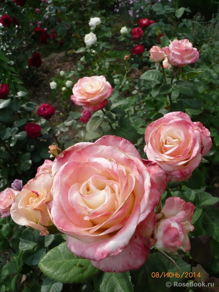 Belle Perle