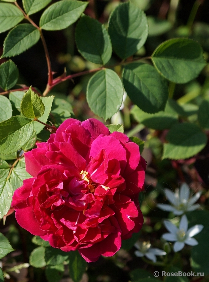 Parfum de l'Hay