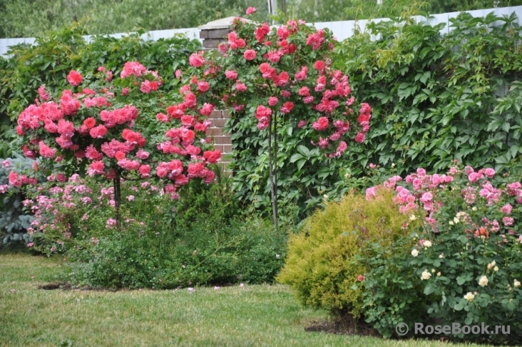 Rosarium Uetersen