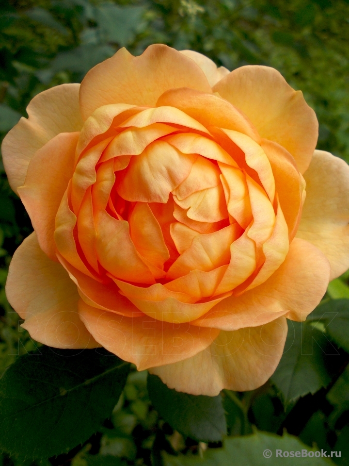 Lady of Shalott 