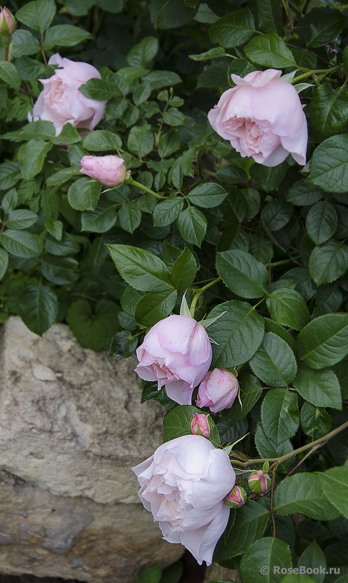 Generous Gardener, The