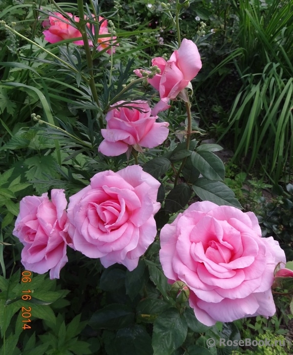 Jardins de Villandry