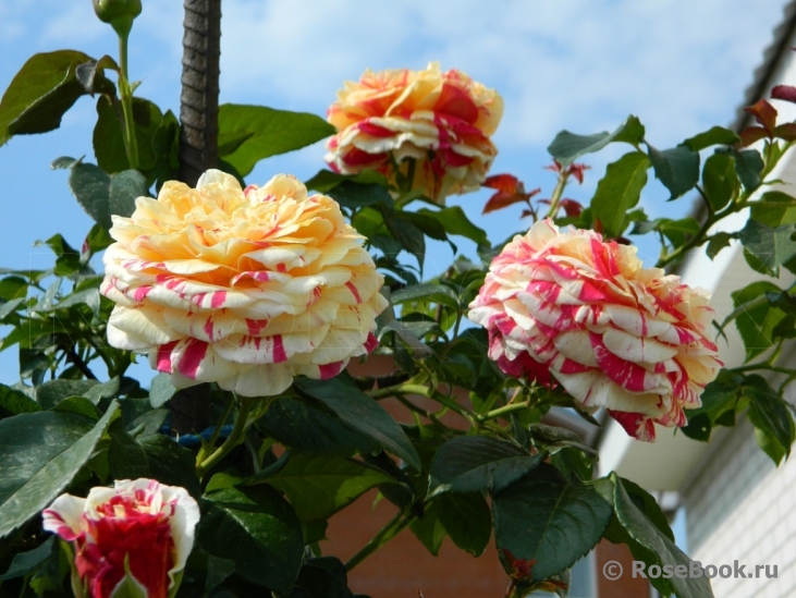 Vanille Fraise ®