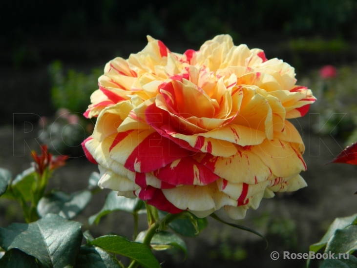 Vanille Fraise ®