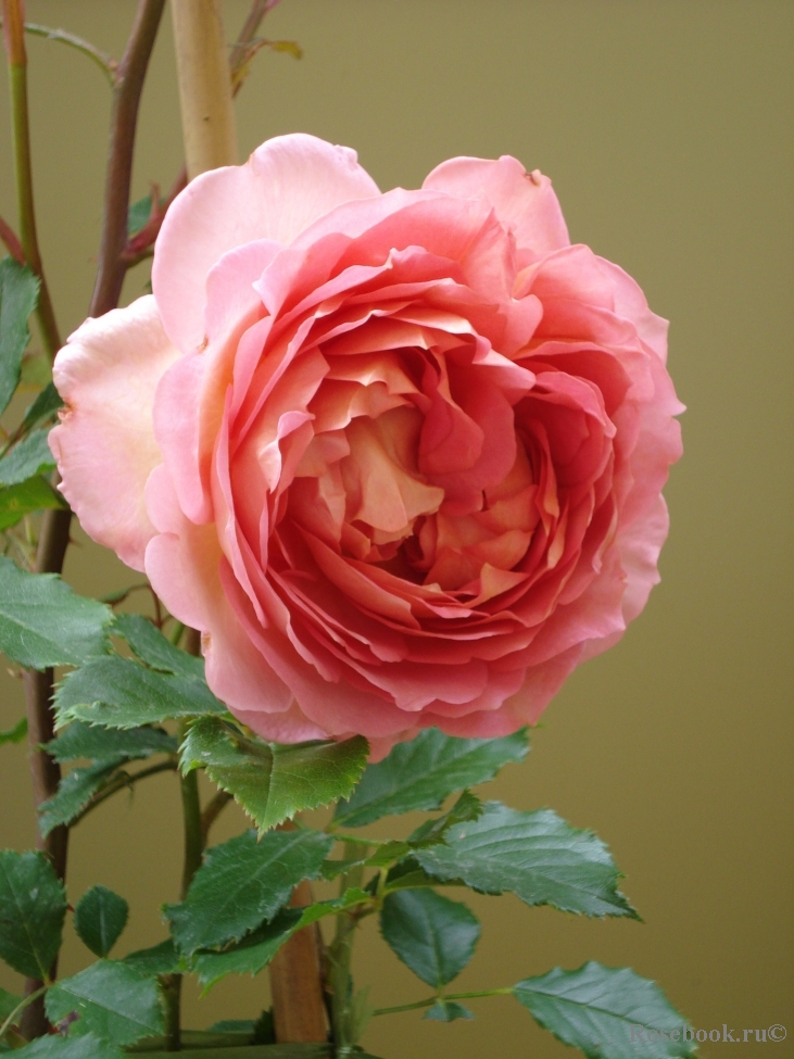 Jubilee Celebration®