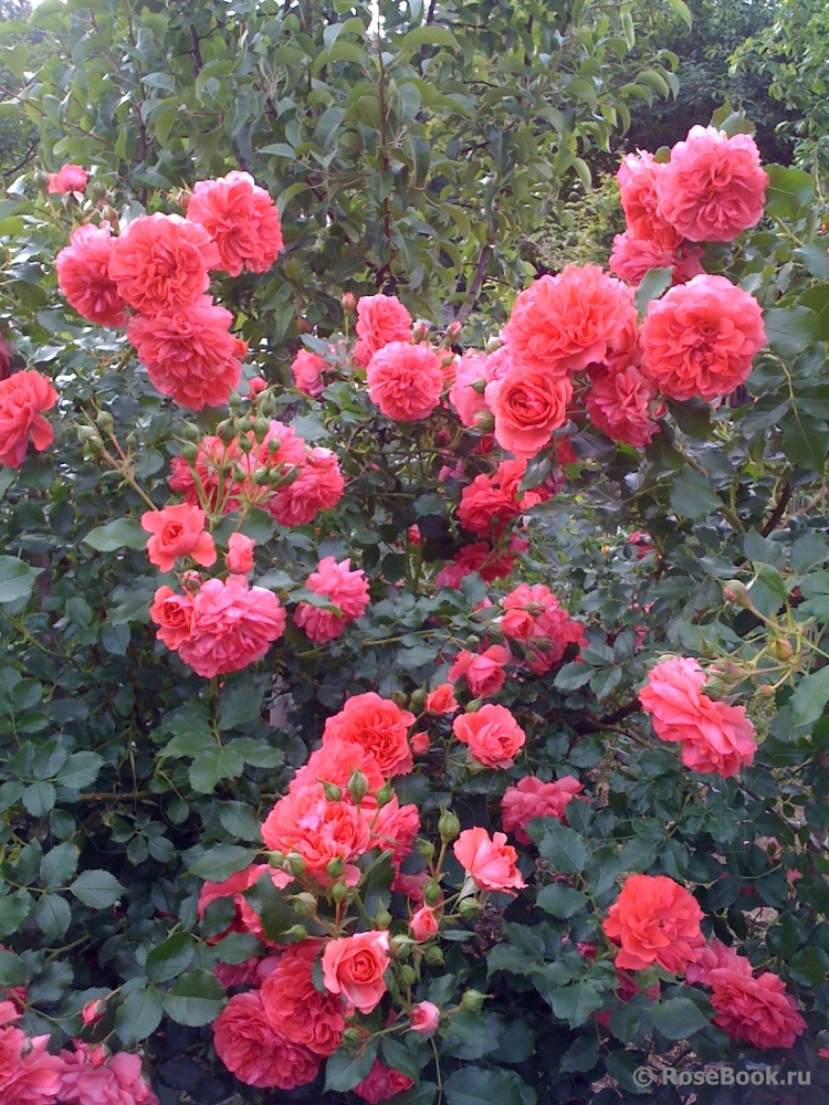 Rosarium Uetersen