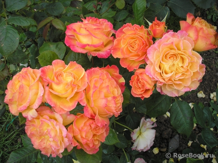 Gartenspass ®
