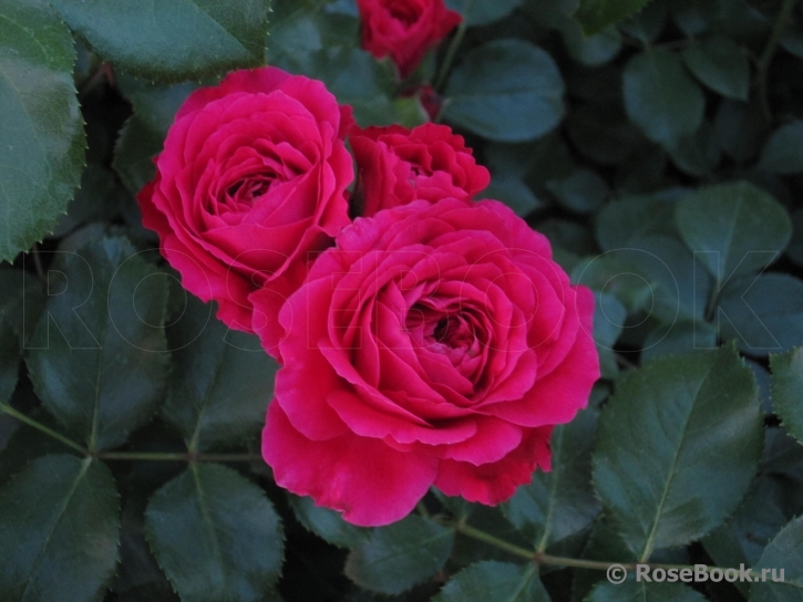Red Leonardo da Vinci