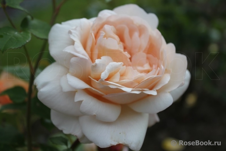 Ambridge Rose 