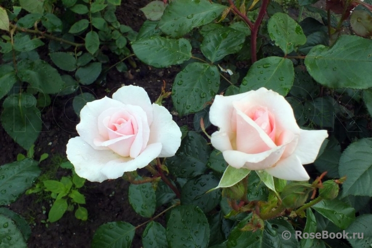 A Whiter Shade Of Pale