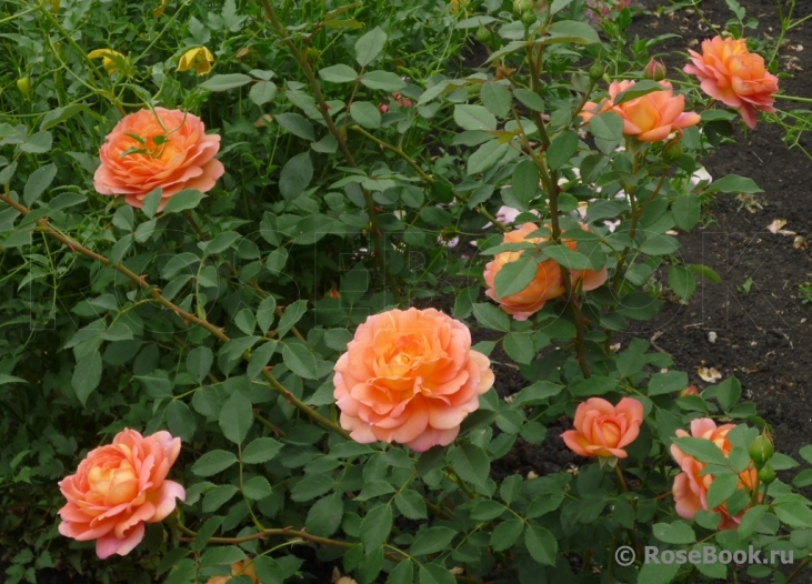 Lady of Shalott 
