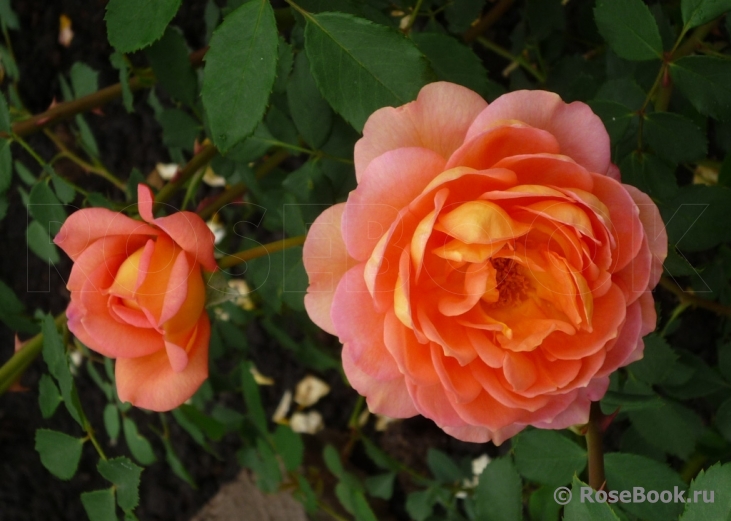 Lady of Shalott 