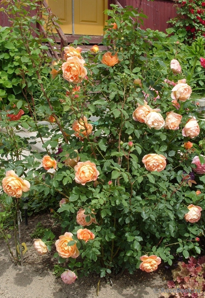 Lady of Shalott 