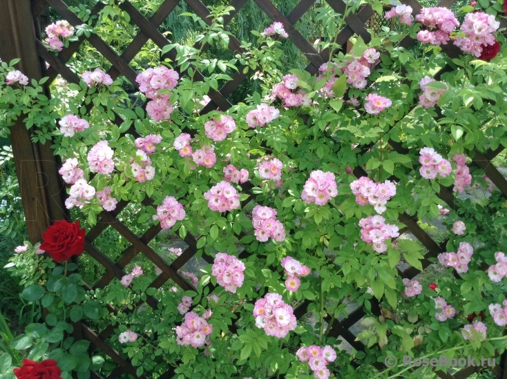 Blush Rambler