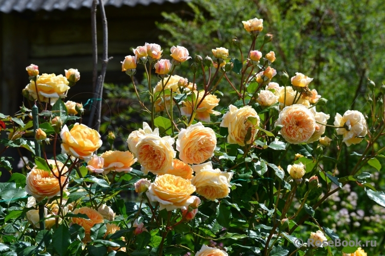 Crown Princess Margareta®