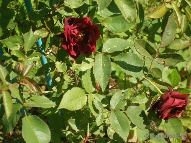 Burgundy Rambler