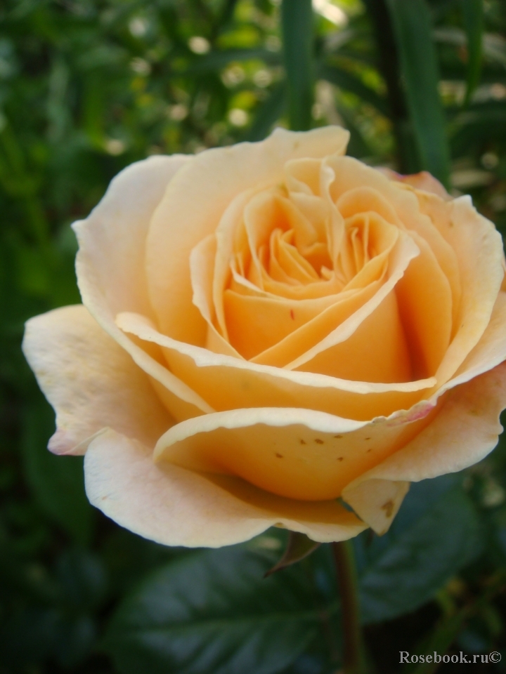 Amber Abundance