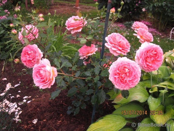 Jubilee Celebration®