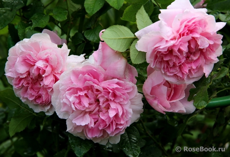 Cottage Rose 