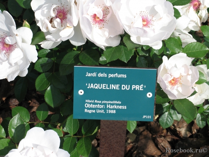 Jacqueline du Pre 