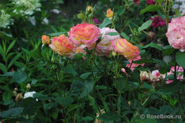 Gartenspass ®