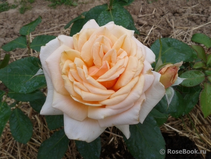 Caron Keating Rose 