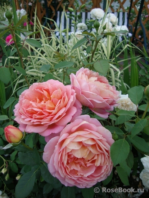 Lady of Shalott 