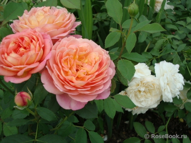 Lady of Shalott 