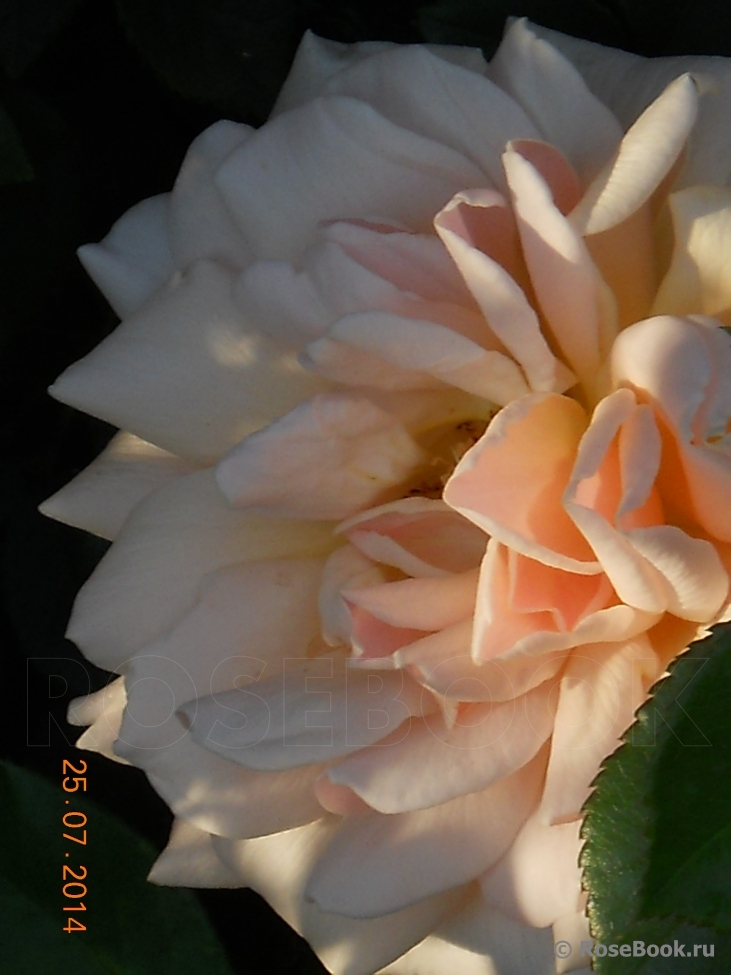 Caron Keating Rose 