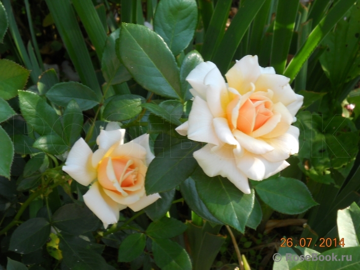 Caron Keating Rose 