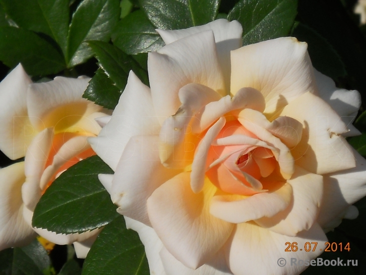 Caron Keating Rose 