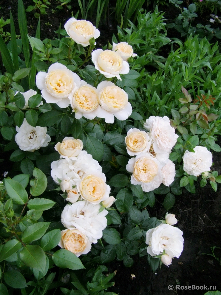 Lions Rose