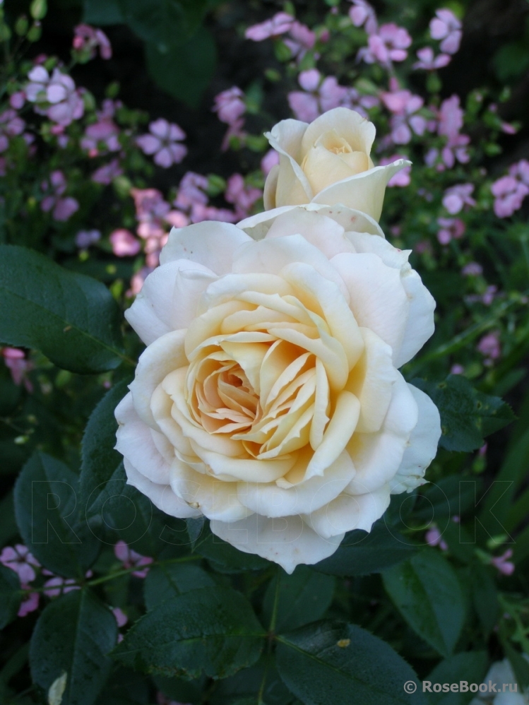 Lions Rose