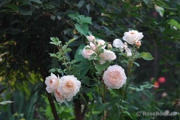Crocus Rose® 