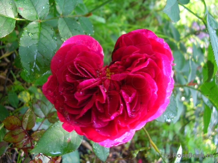 Darcey Bussell 
