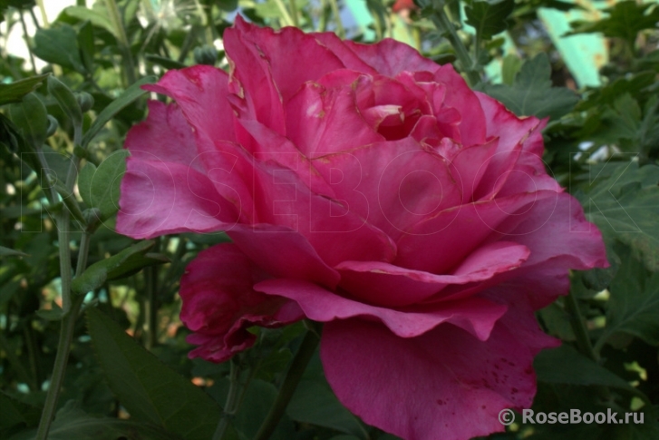 Vin Rose