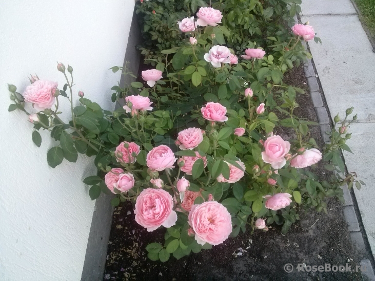 The Alnwick Rose