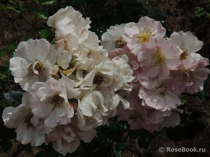 Pink Skyliner